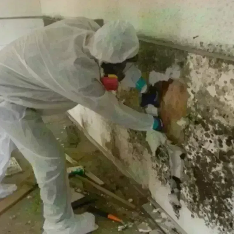 Mold Remediation and Removal in Marin City, CA